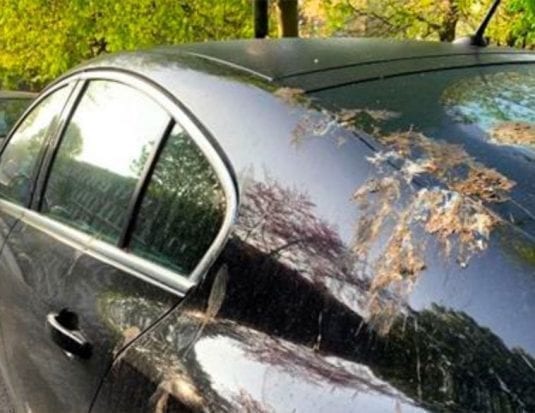 peinture ; défection ; oiseaux ; carrosserie